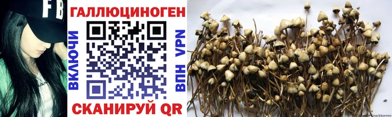 мега tor  Дегтярск  Псилоцибиновые грибы GOLDEN TEACHER 